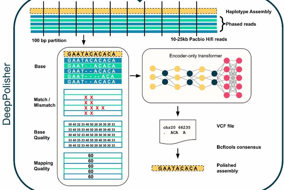 Highly accurate genome polishing with DeepPolisher: Enhancing the foundation of genomic research