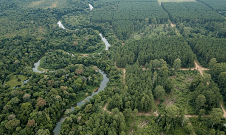 Separating natural forests from other tree cover with AI for deforestation-free supply chains